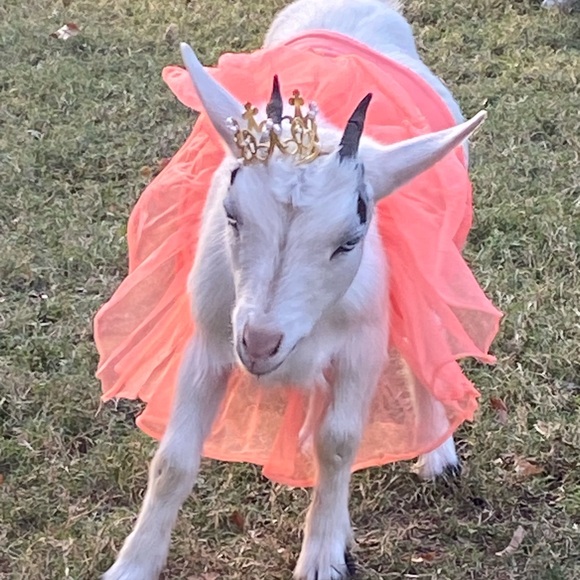 Meet your Posher, Posh - Picture 1 of 1